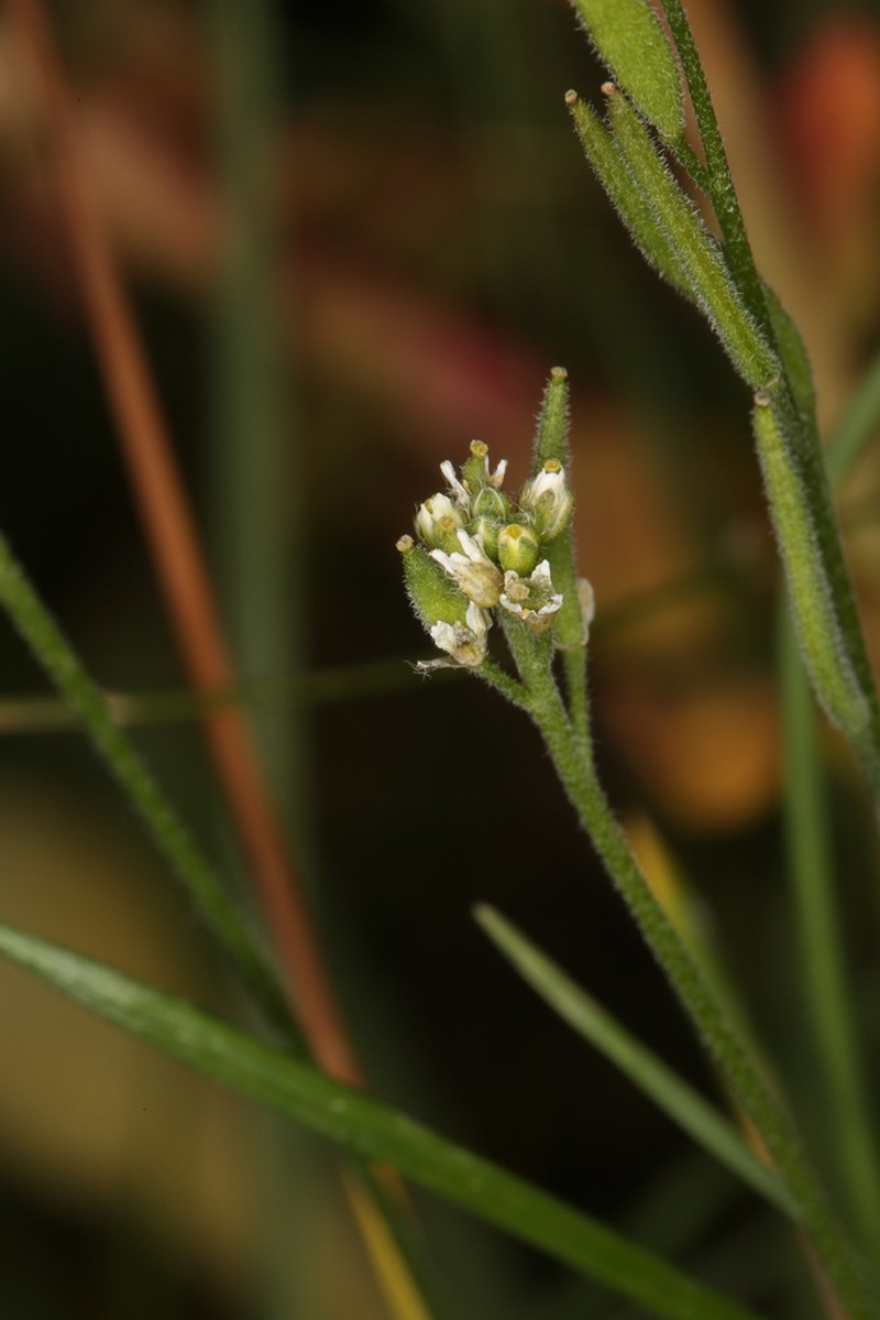Tall Draba photo 3