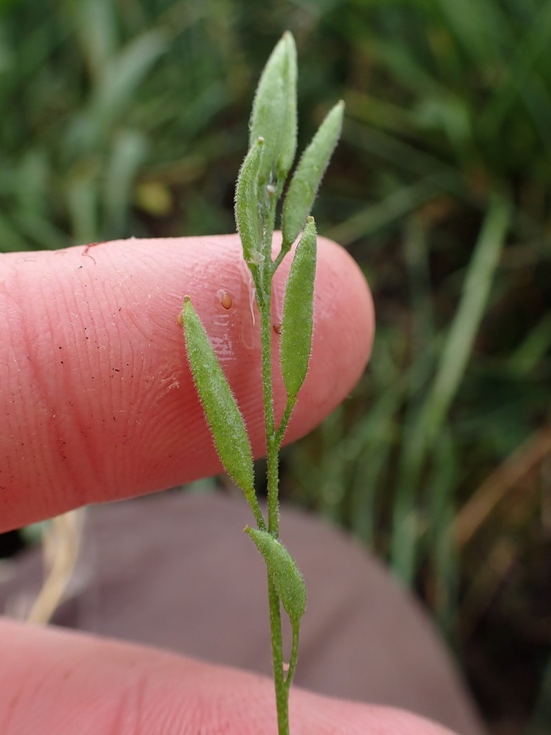 Tall Draba photo 4