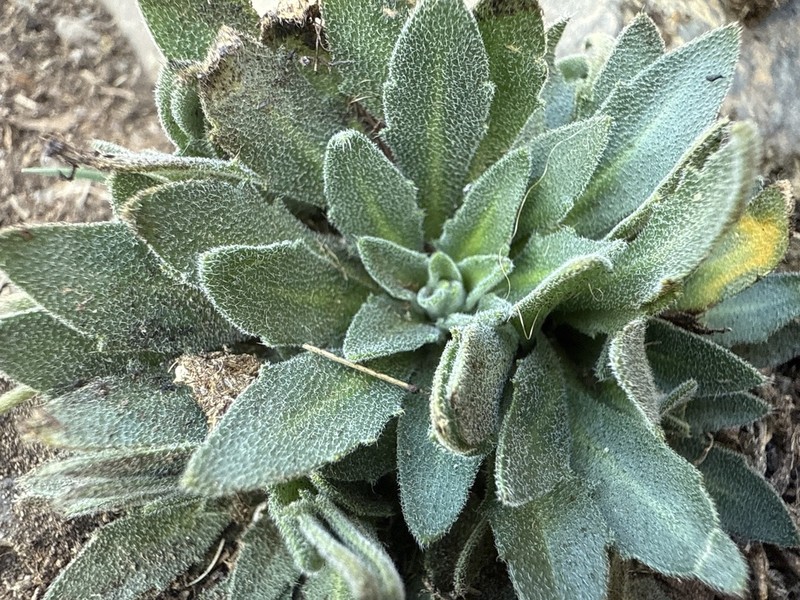 Tall Draba photo 5