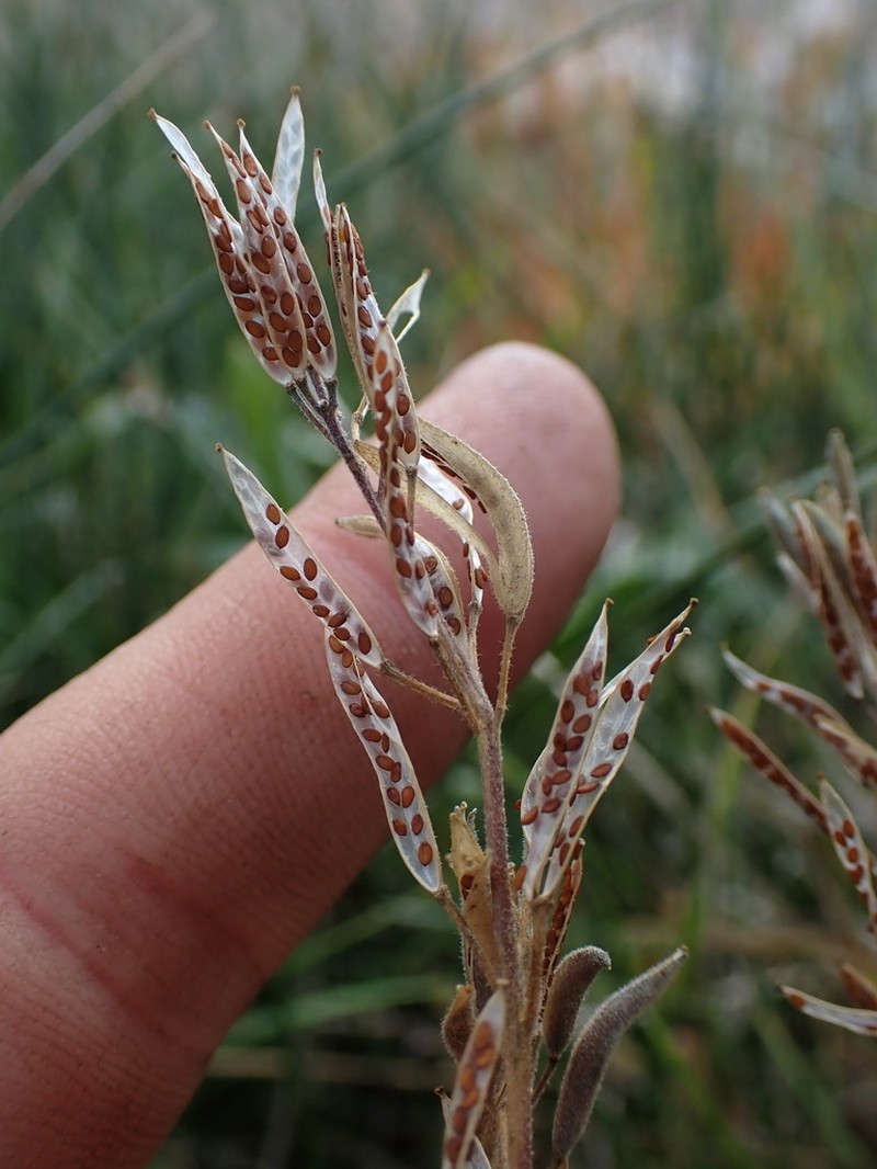 Tall Draba photo 6