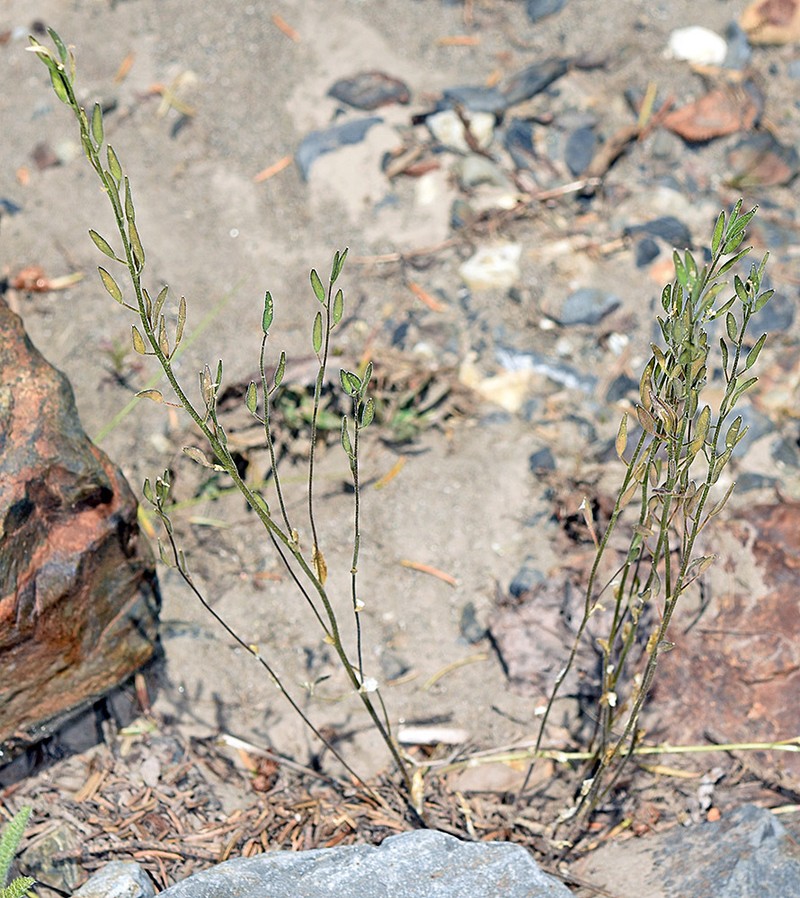 Tall Draba photo 7