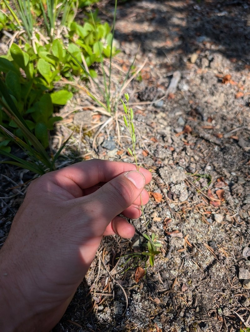 Tall Draba photo 8