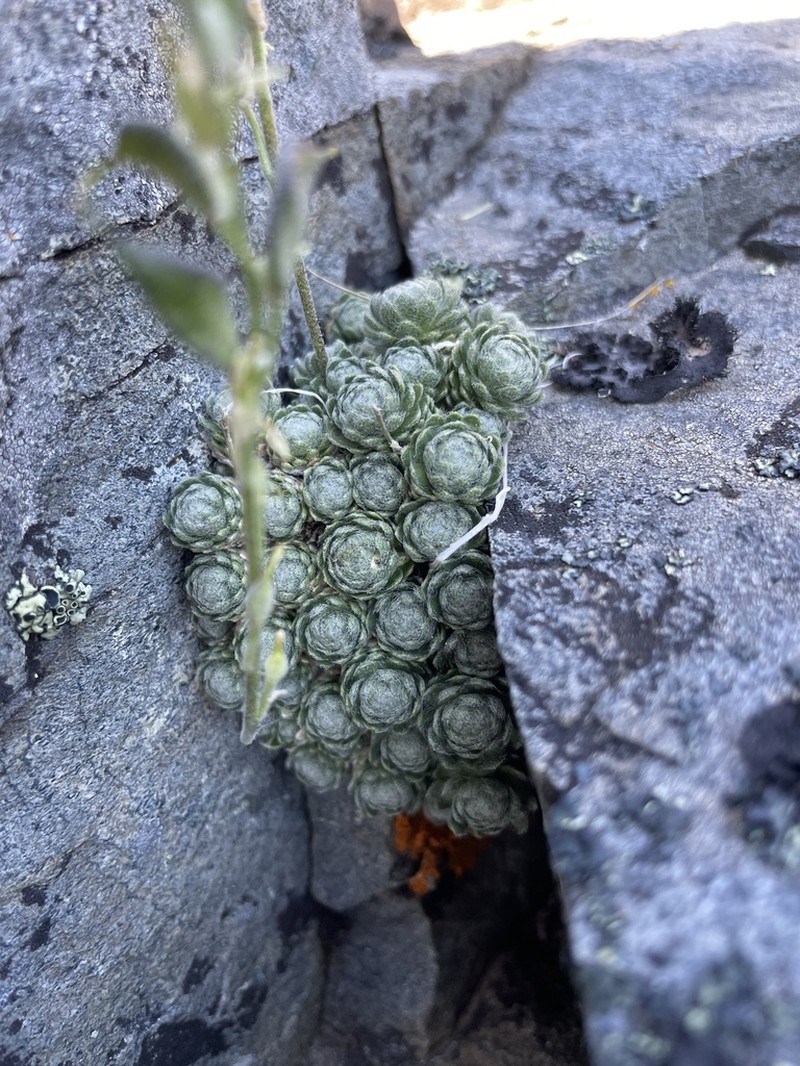 Wingedseed Draba