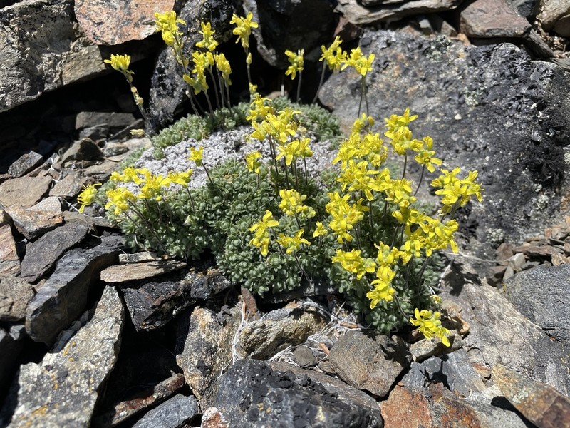 Wingedseed Draba photo 2