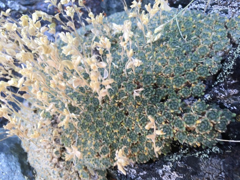 Wingedseed Draba photo 3