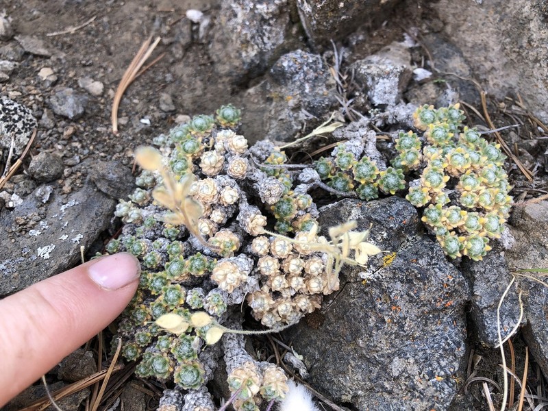 Wingedseed Draba photo 4