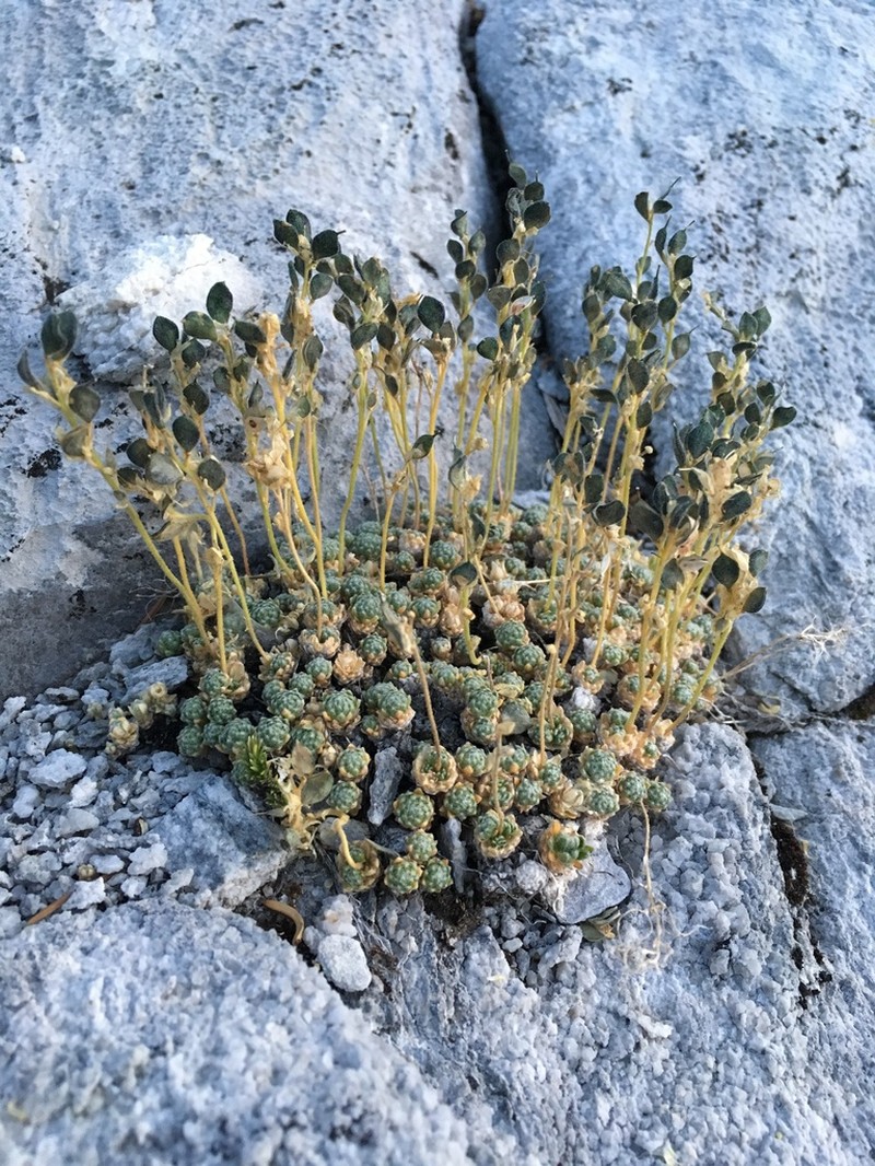Wingedseed Draba photo 5