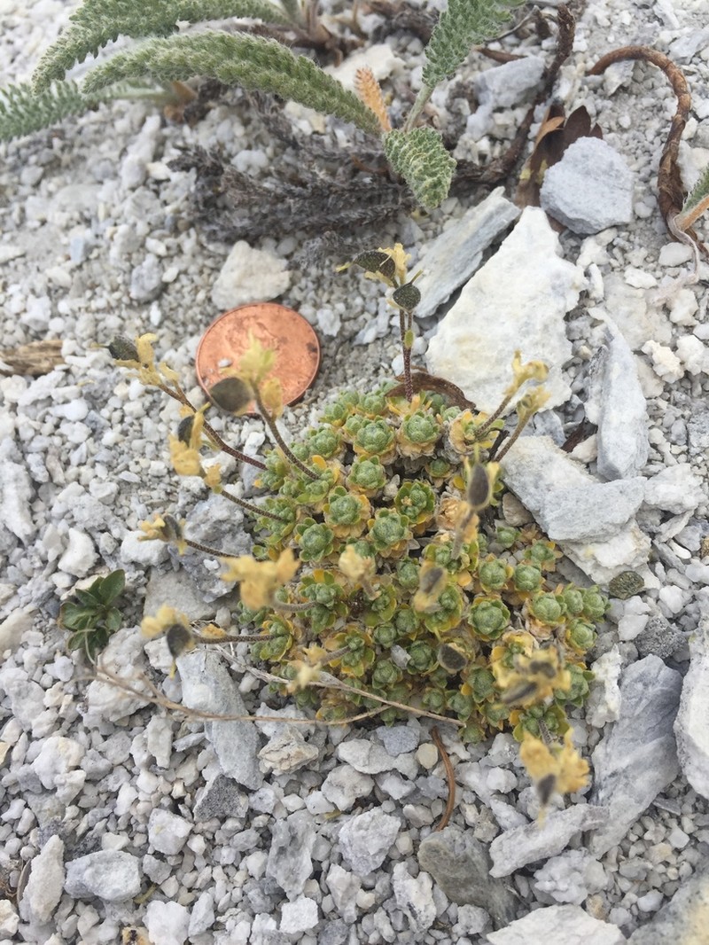 Wingedseed Draba photo 6
