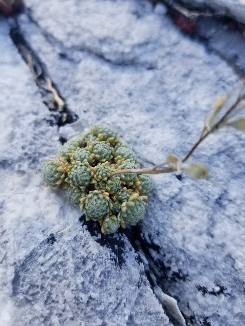 Wingedseed Draba photo 7