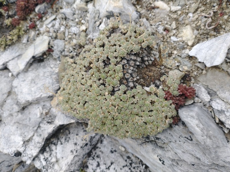 Wingedseed Draba photo 8