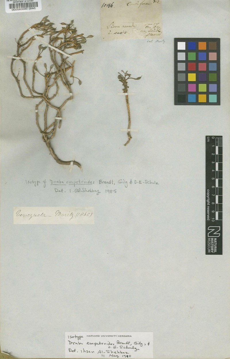 Draba pulvinata subsp. pulvinata