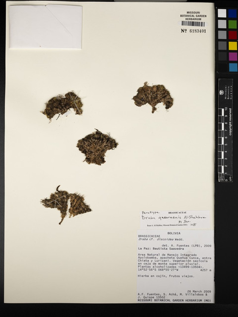 Draba quearaensis
