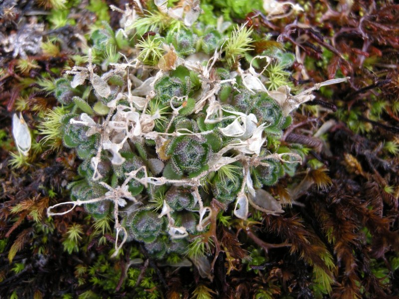 Draba quearaensis photo 2