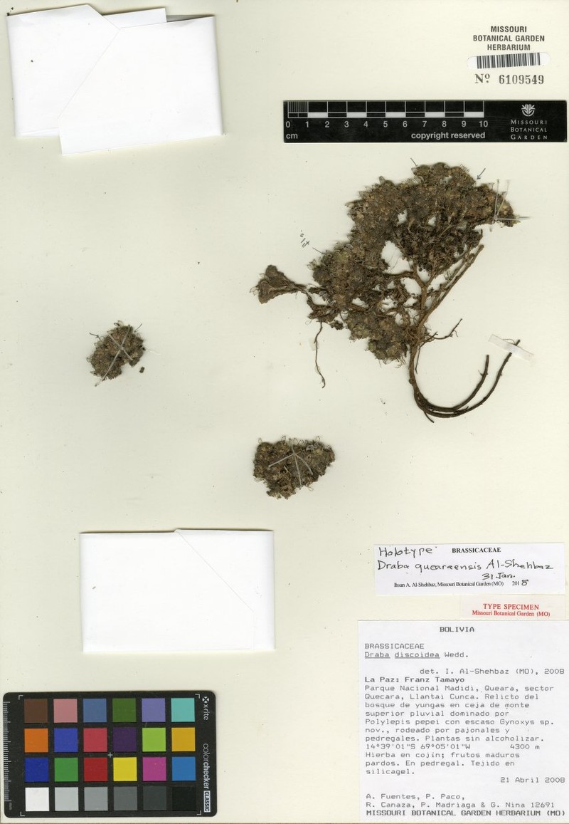 Draba quearaensis photo 3