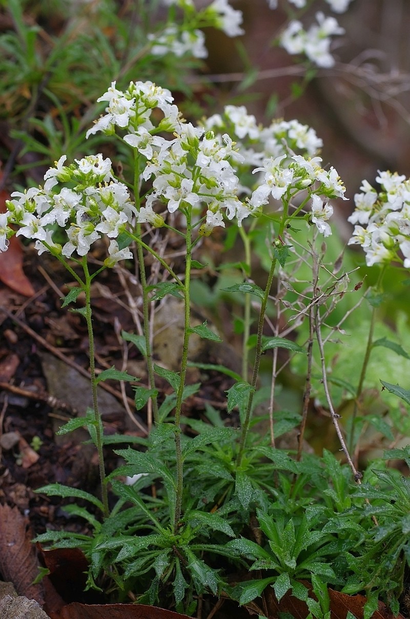 Branched Draba