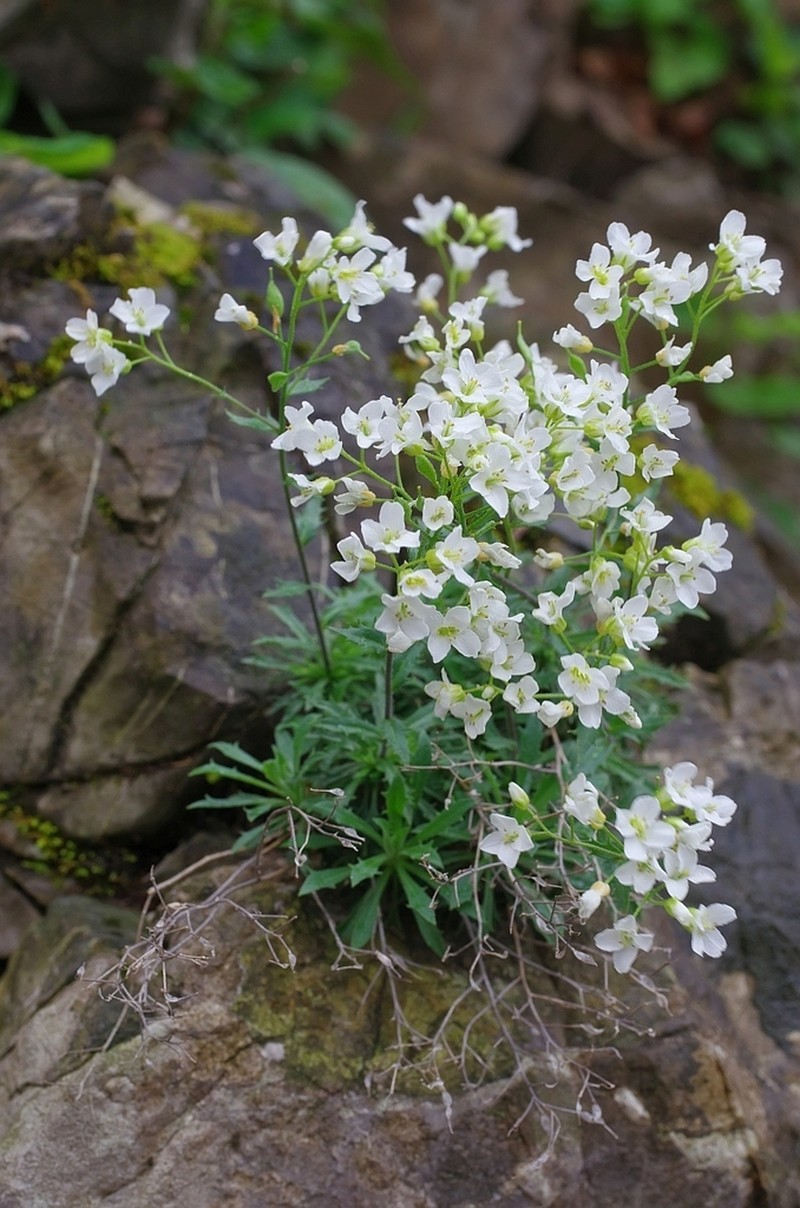 Branched Draba photo 2