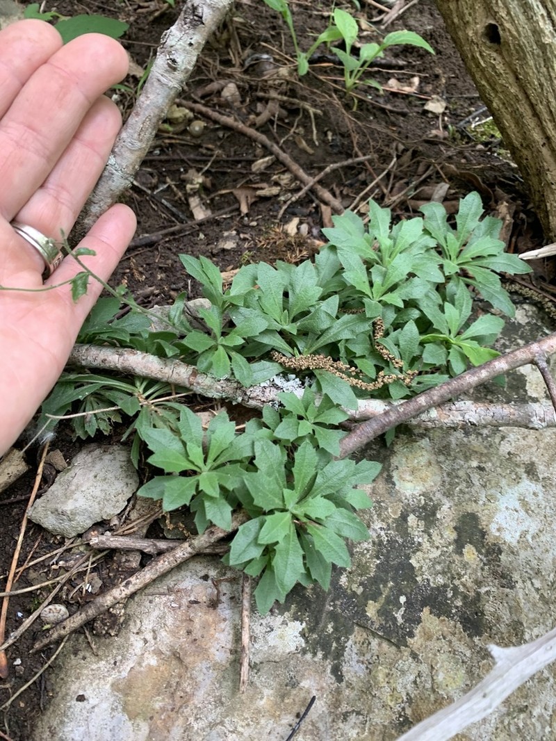 Branched Draba photo 3