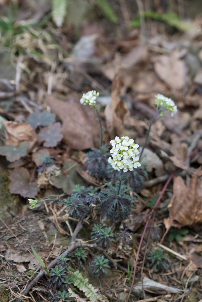 Branched Draba photo 4