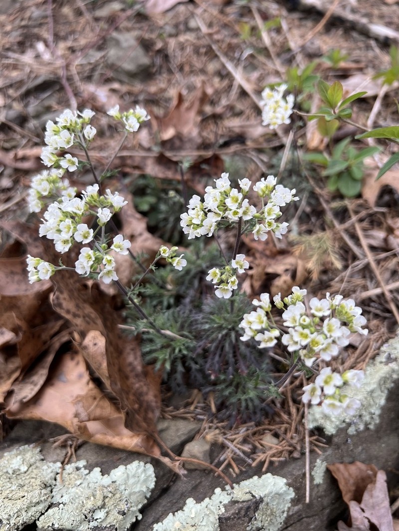 Branched Draba photo 5
