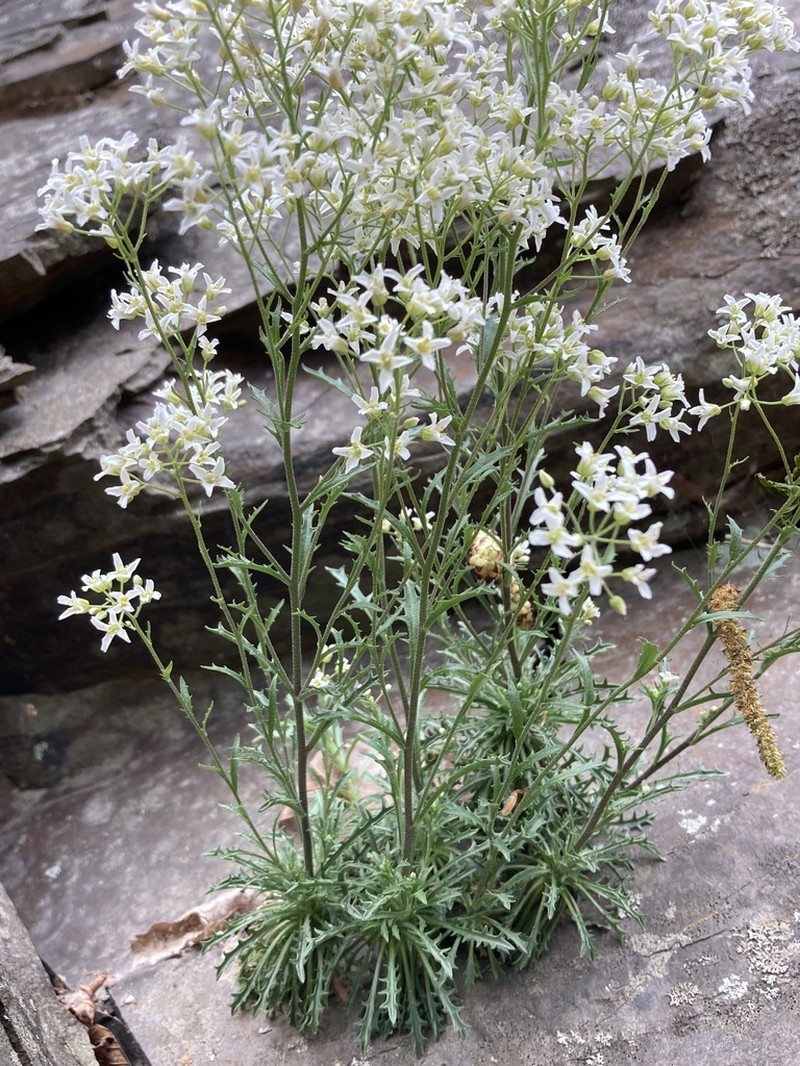 Branched Draba photo 6