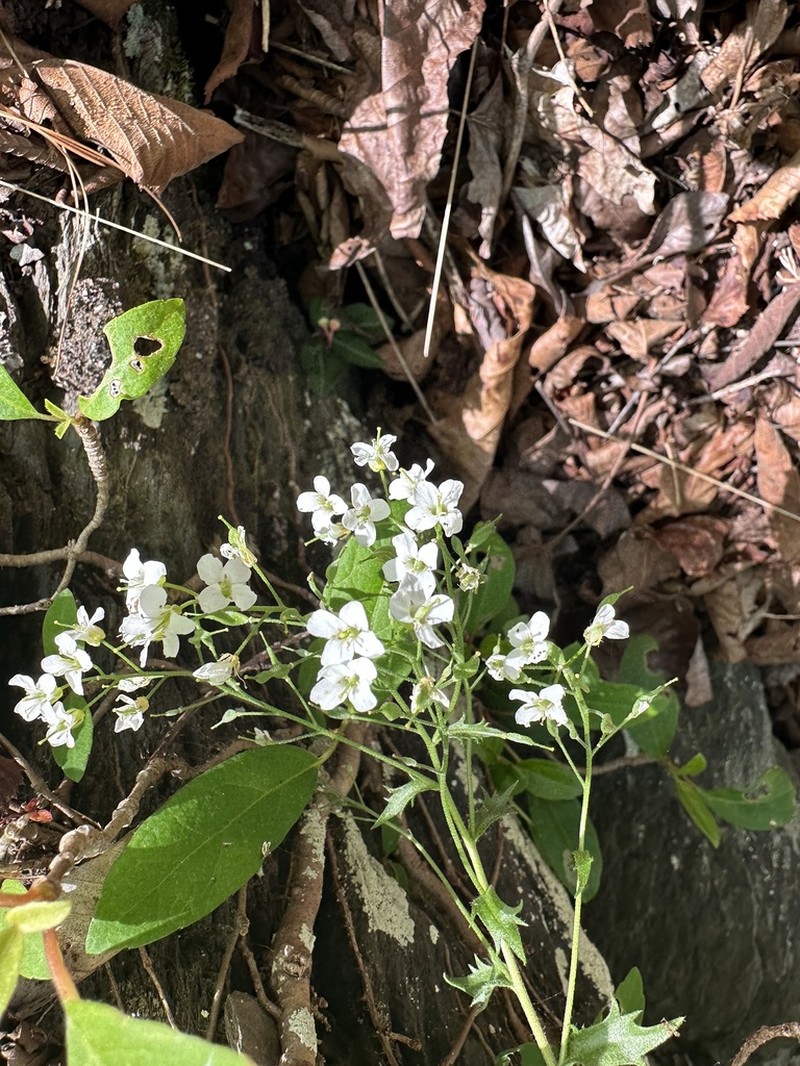 Branched Draba photo 7