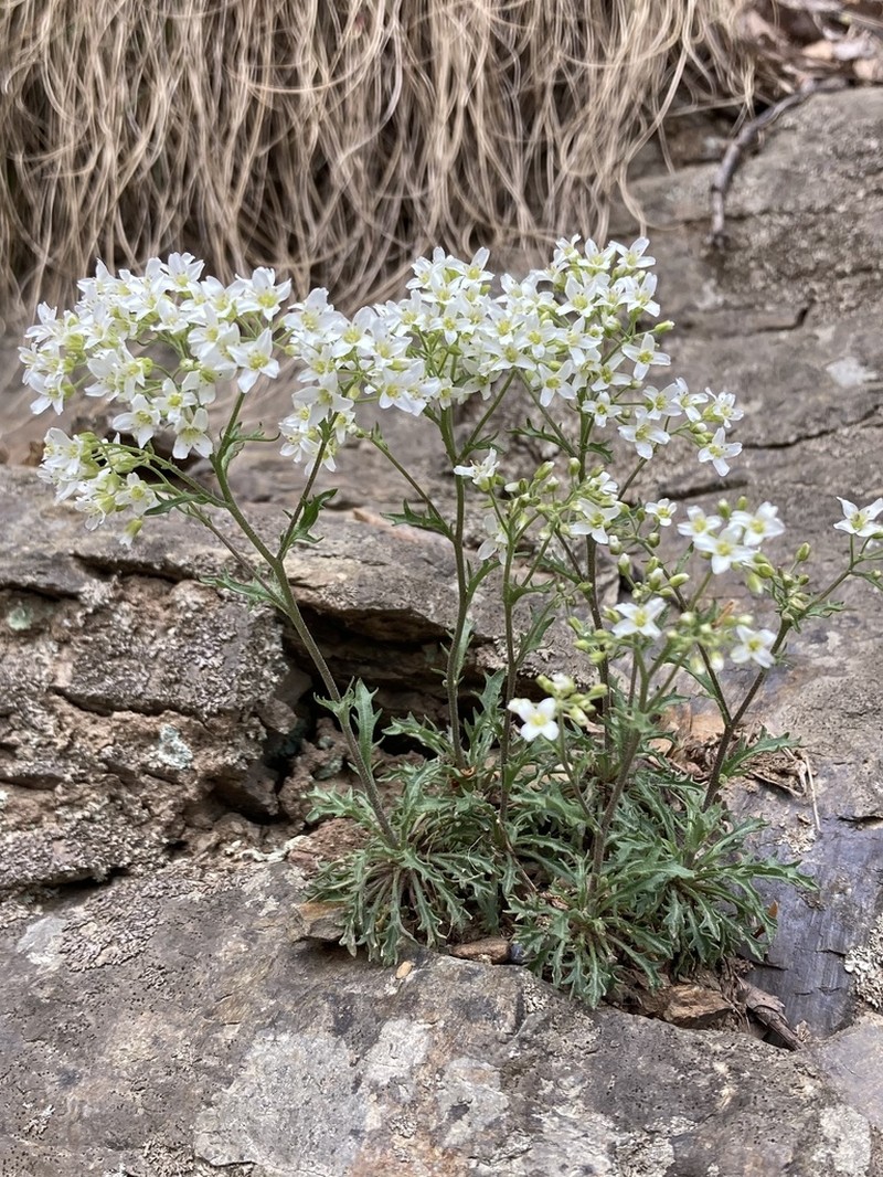 Branched Draba photo 8