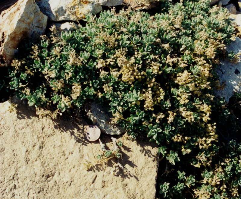 Tushar Mountain Draba