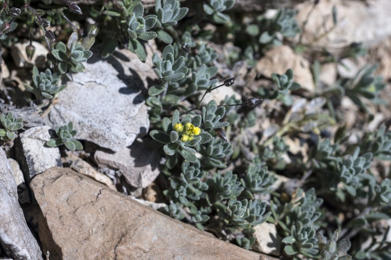 Tushar Mountain Draba