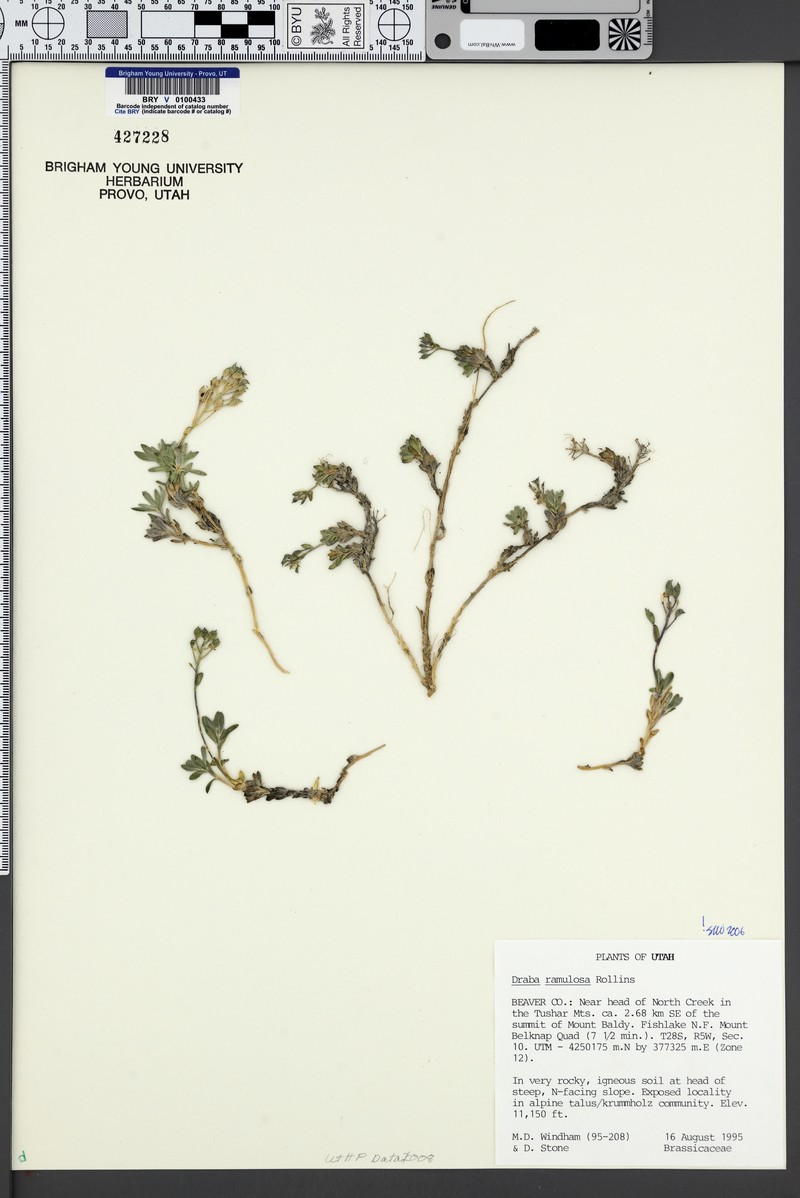 Tushar Mountain Draba photo 3