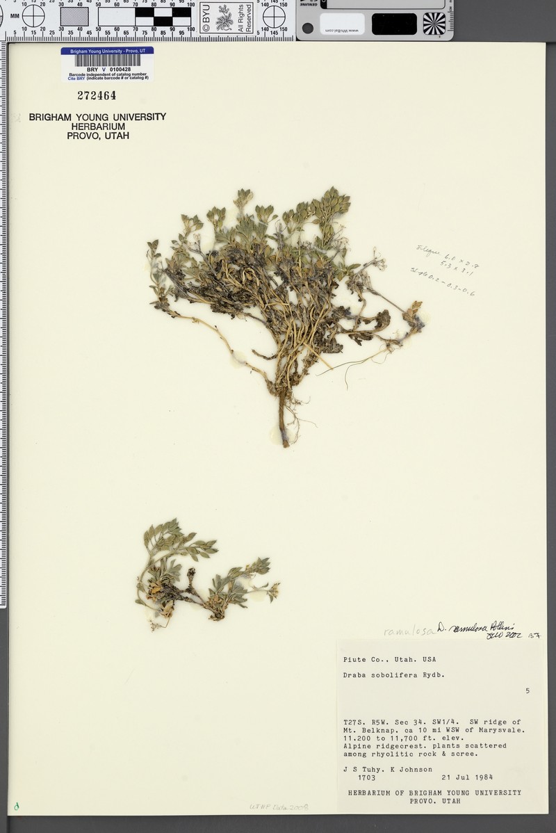 Tushar Mountain Draba photo 6