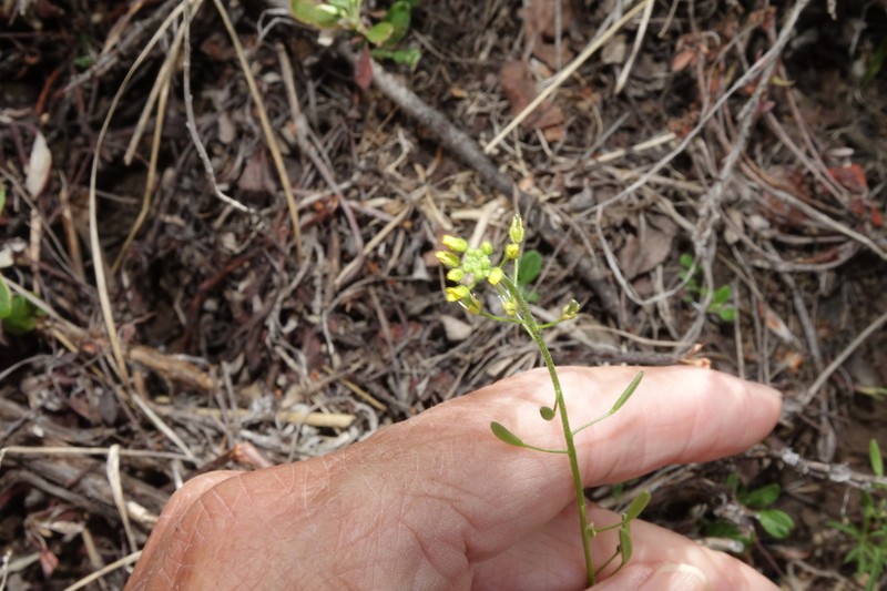 Mountain Draba