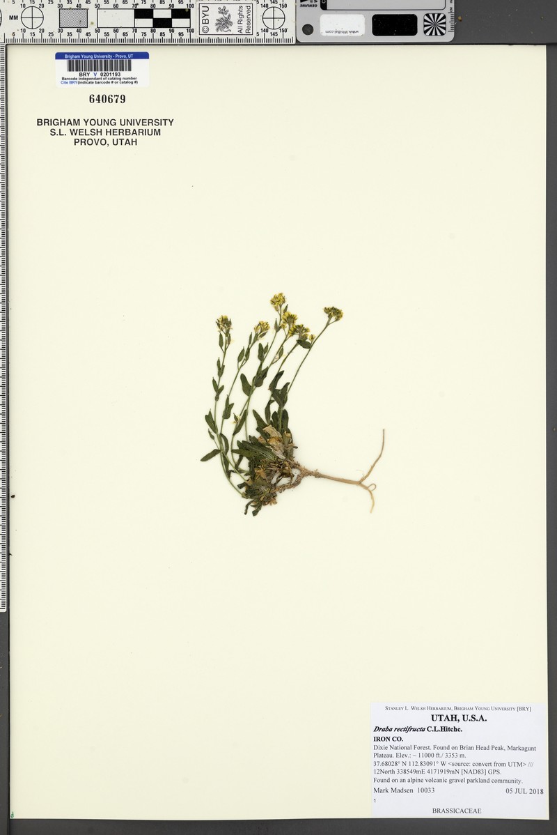 Mountain Draba photo 3