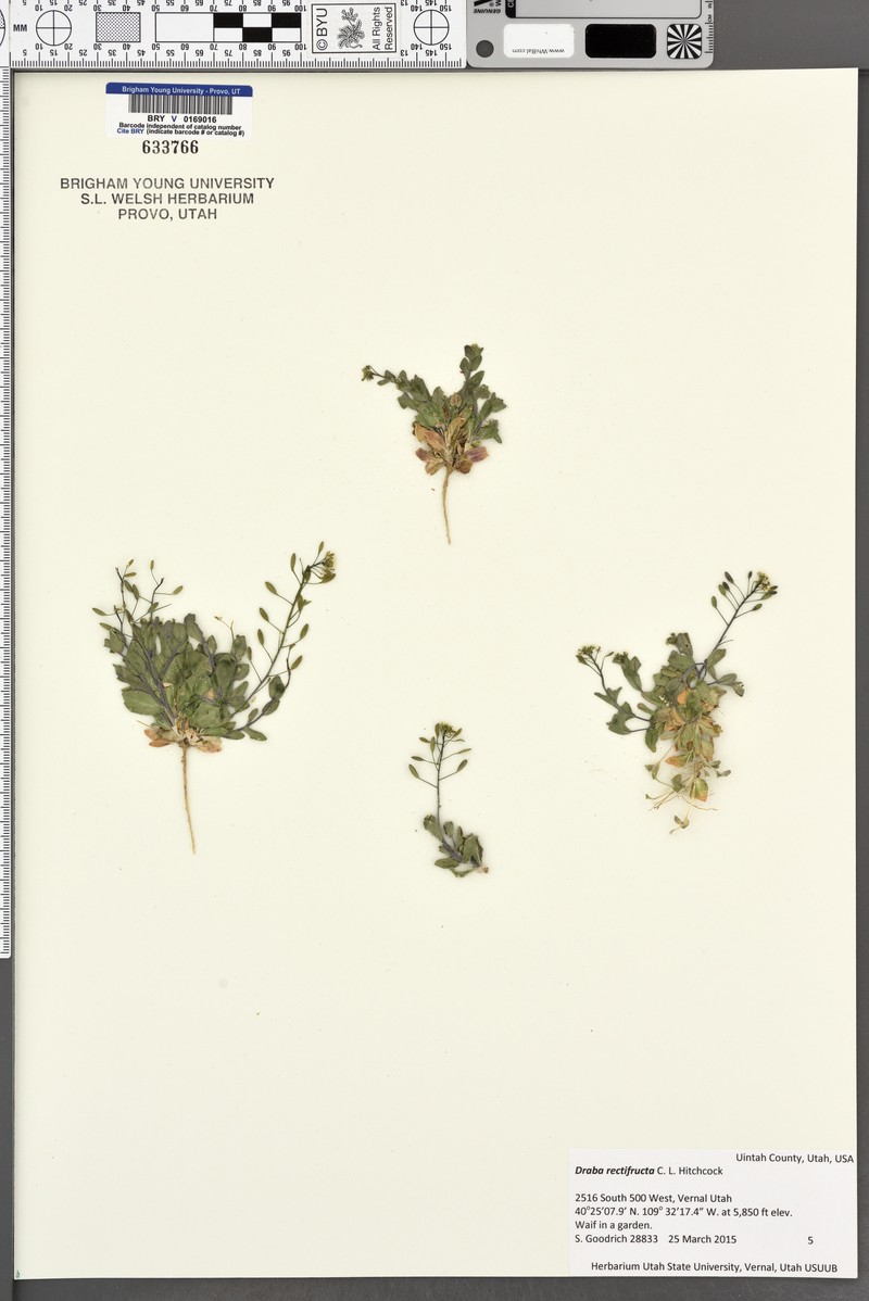 Mountain Draba photo 4