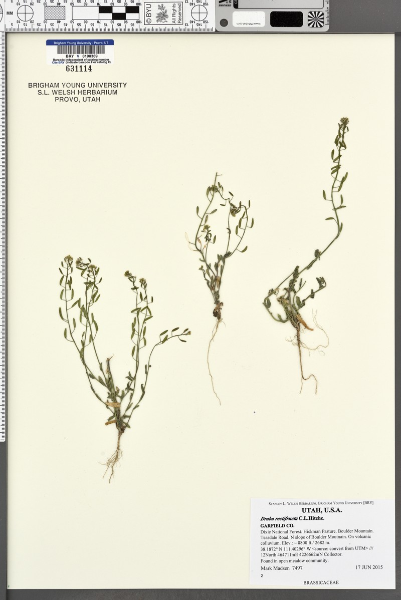 Mountain Draba photo 5