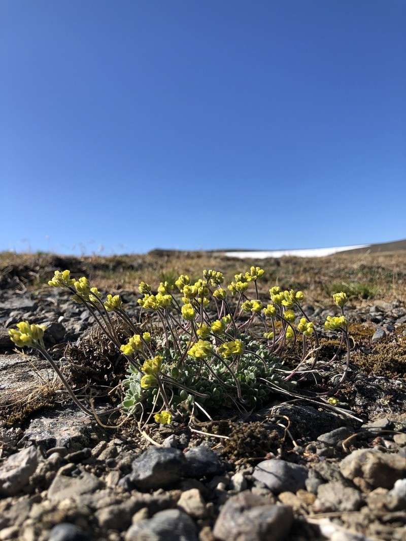 Rainier Draba photo 2