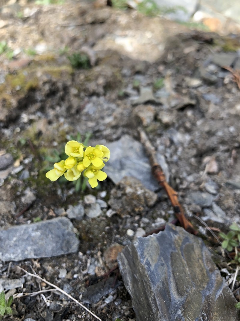 Rainier Draba photo 4
