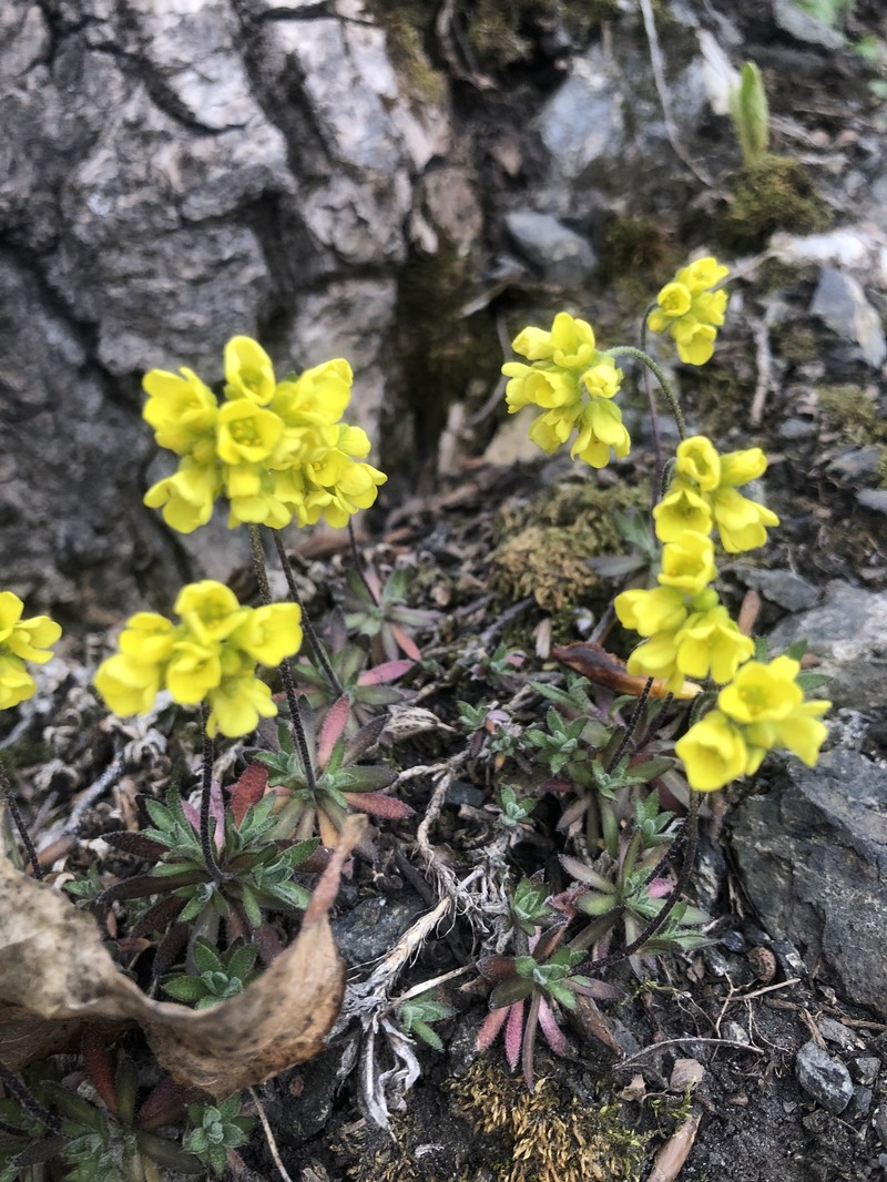 Rainier Draba photo 5