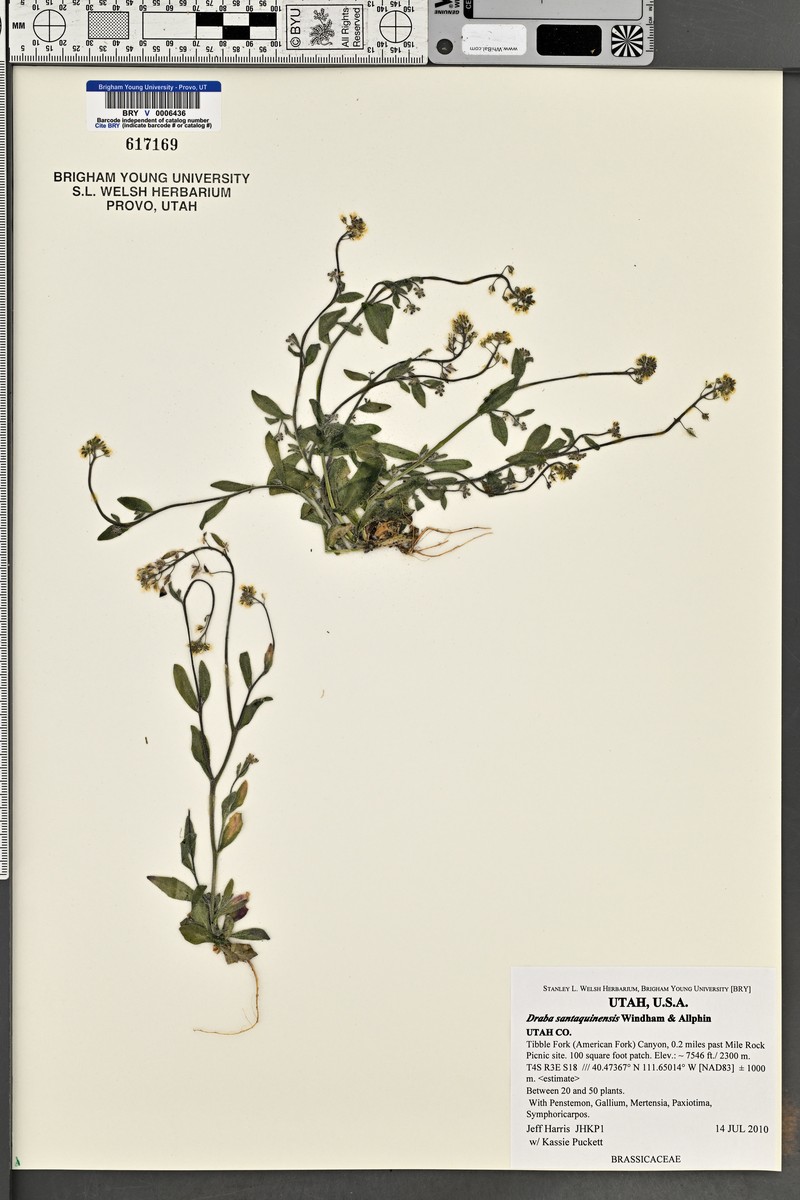 Draba santaquinensis photo 2