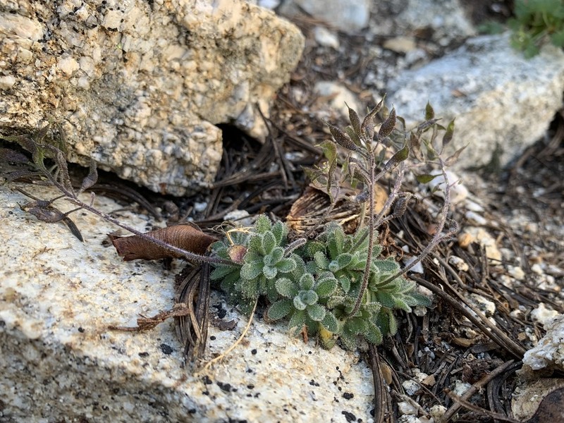 Draba saxosa