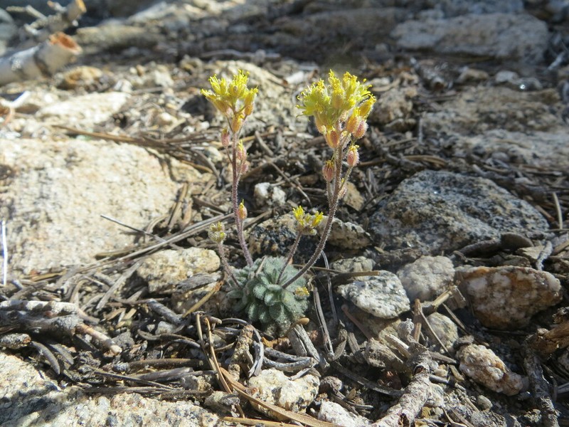 Draba saxosa photo 2