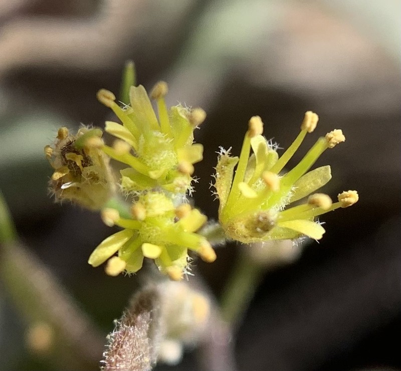 Draba saxosa photo 4