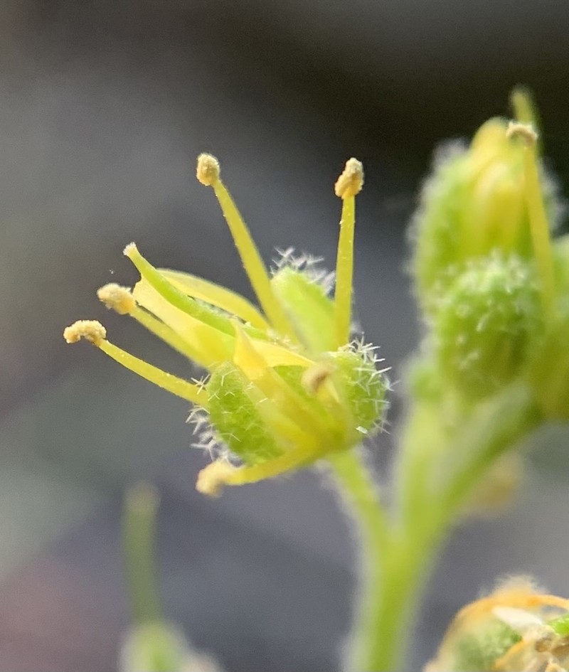 Draba saxosa photo 7