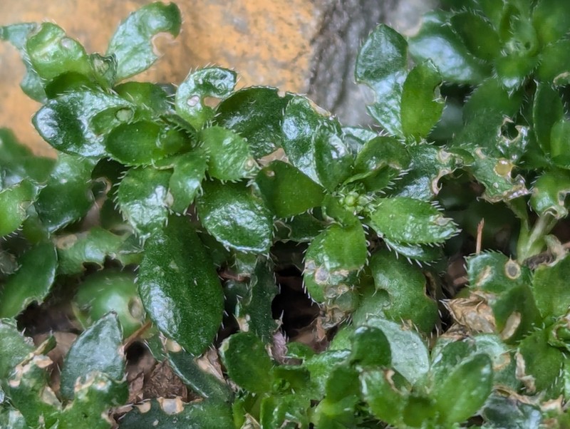 Draba serpentina