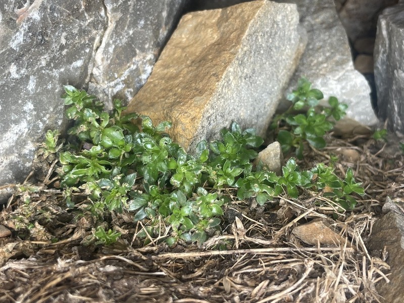 Draba serpentina photo 3