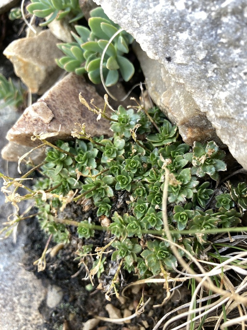Draba serpentina photo 4