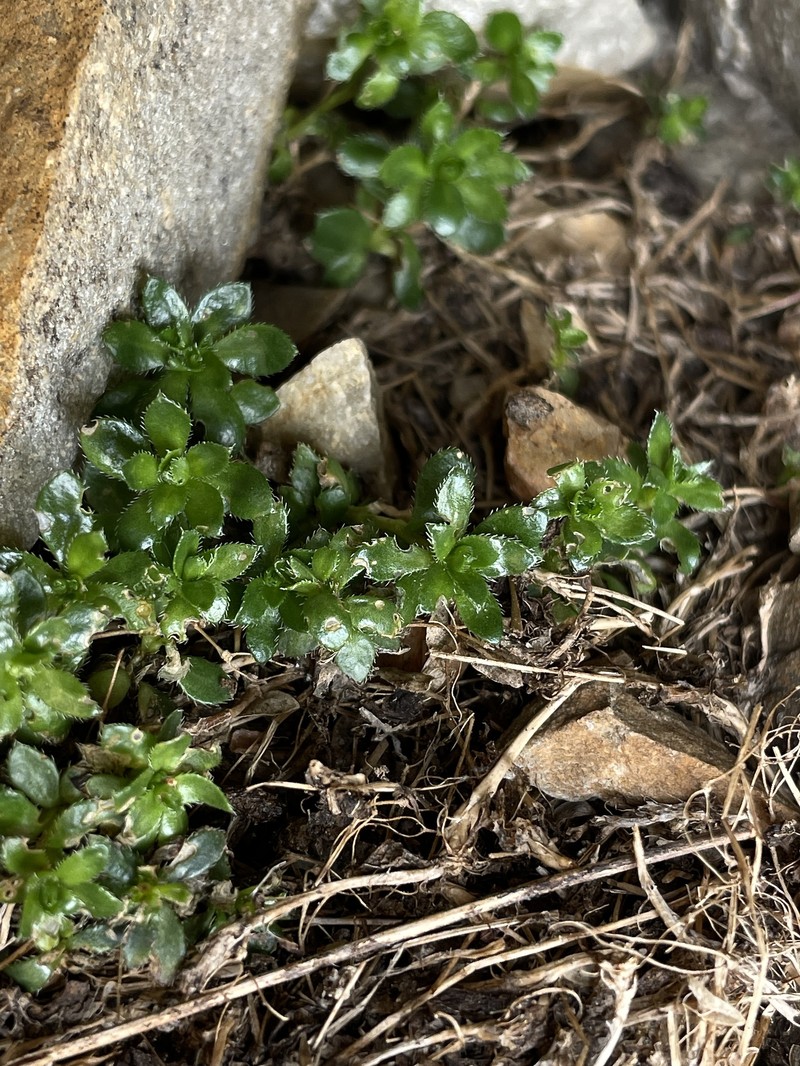 Draba serpentina photo 7