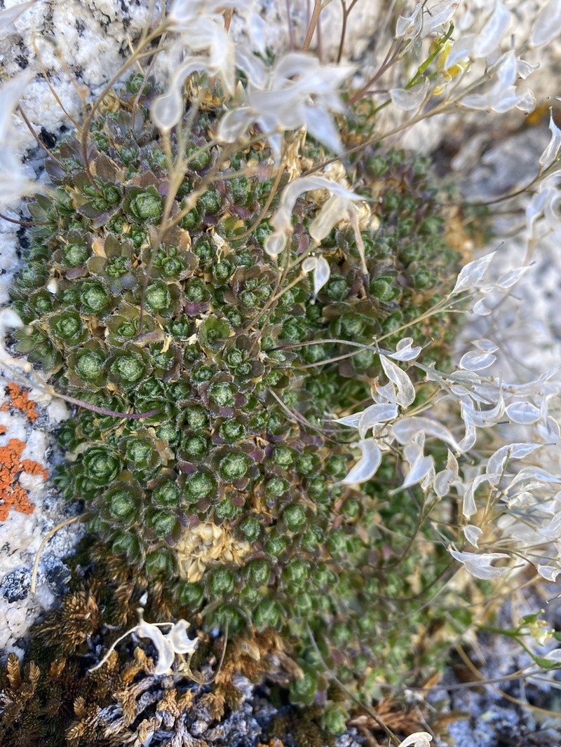 Sharsmith's Draba