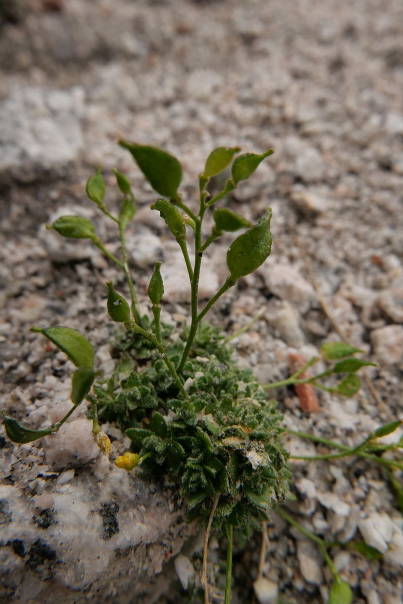 Sharsmith's Draba photo 2