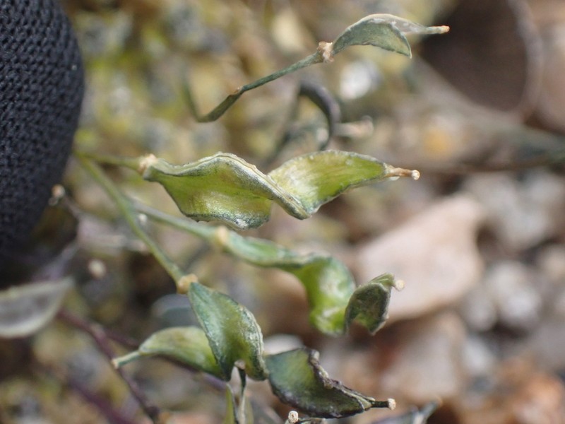 Sharsmith's Draba photo 3