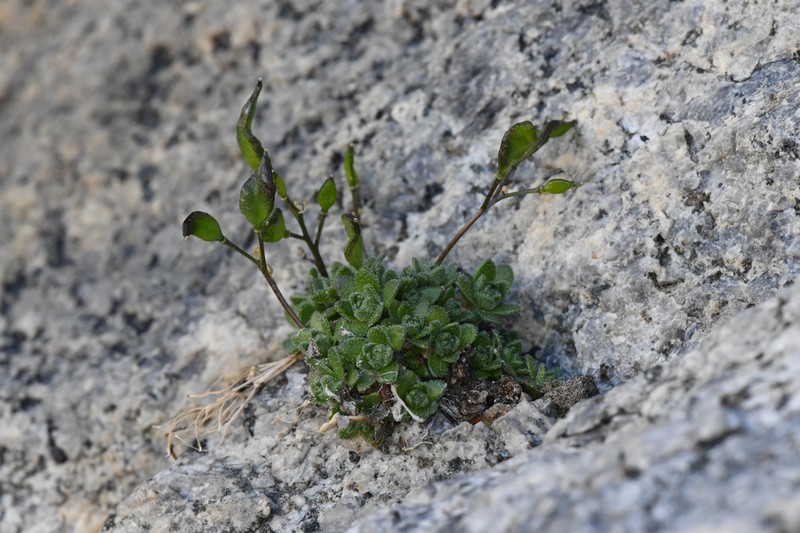 Sharsmith's Draba photo 4